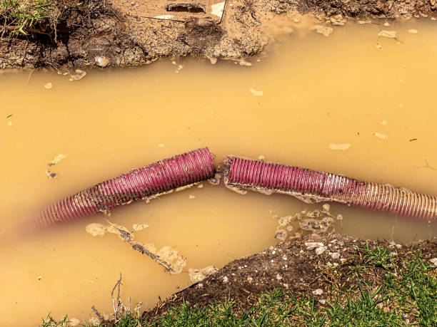 Best Basement water damage restoration  in Sauk Centre, MN